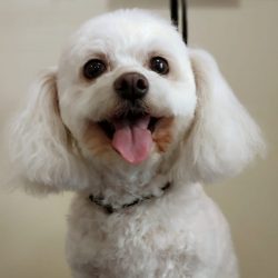 lili