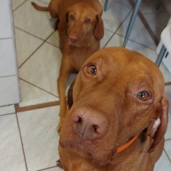 vizsla